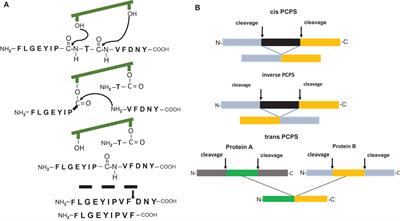 Neo-Splicetopes in Tumor Therapy: A Lost Case?